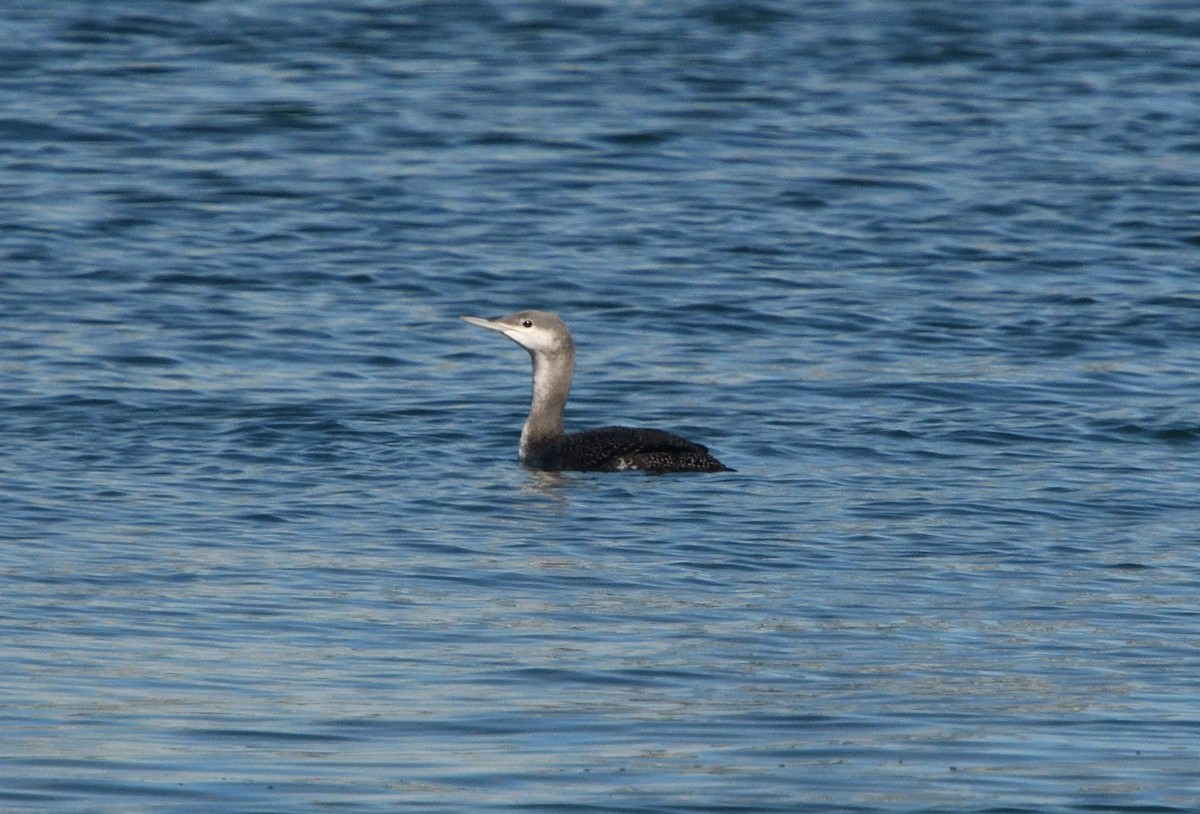 Red-throated Loon - ML182963781