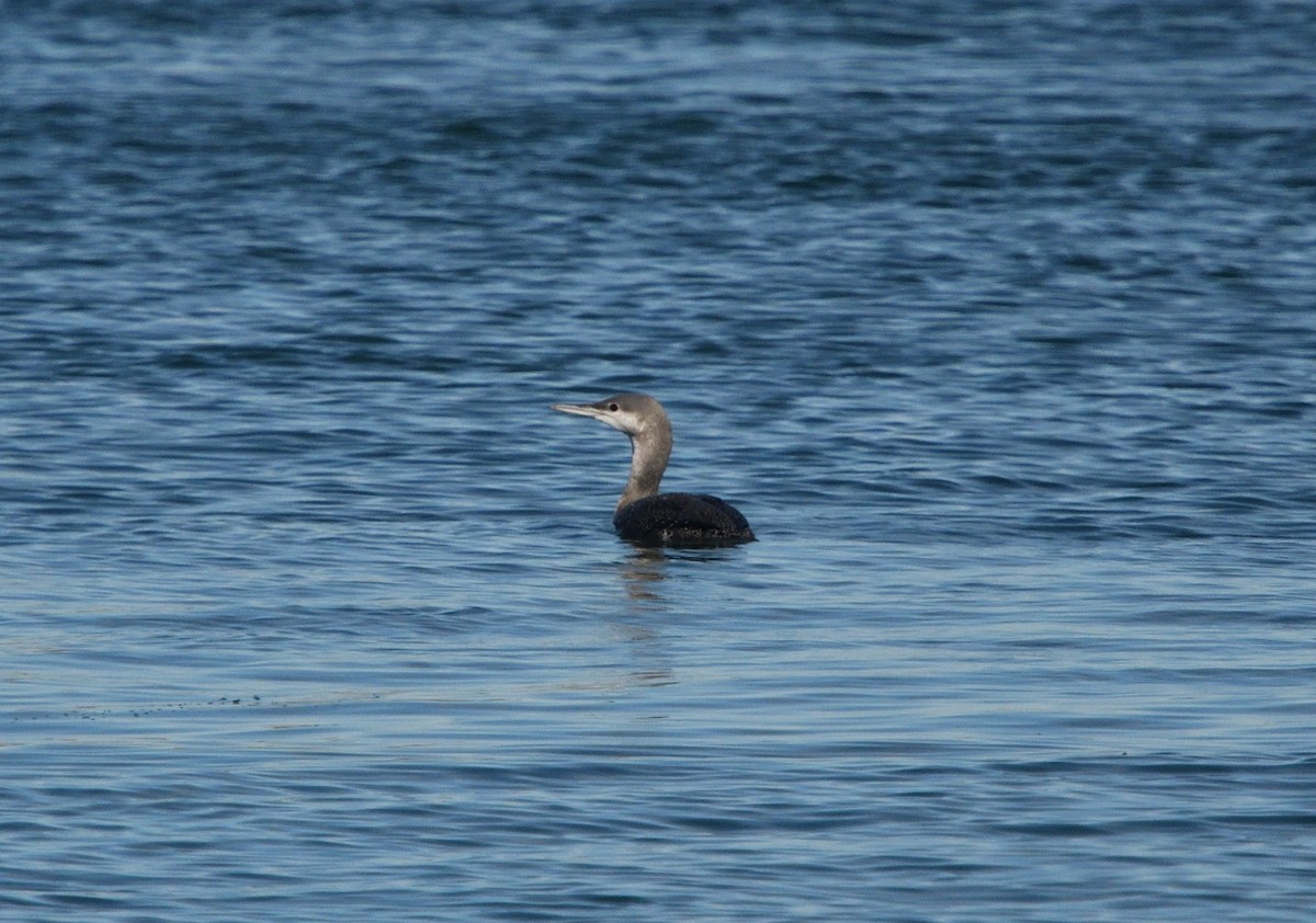 Red-throated Loon - ML182963791
