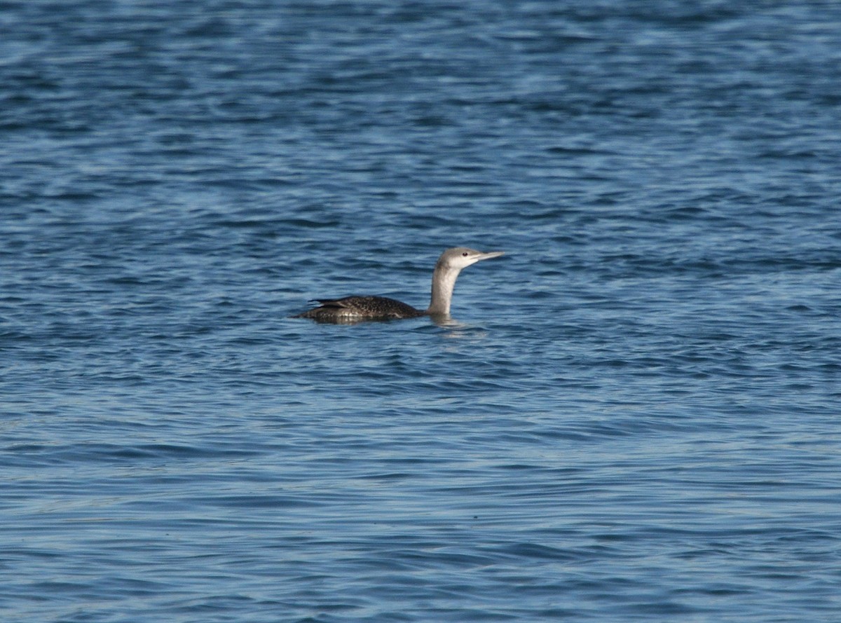 Red-throated Loon - ML182963801
