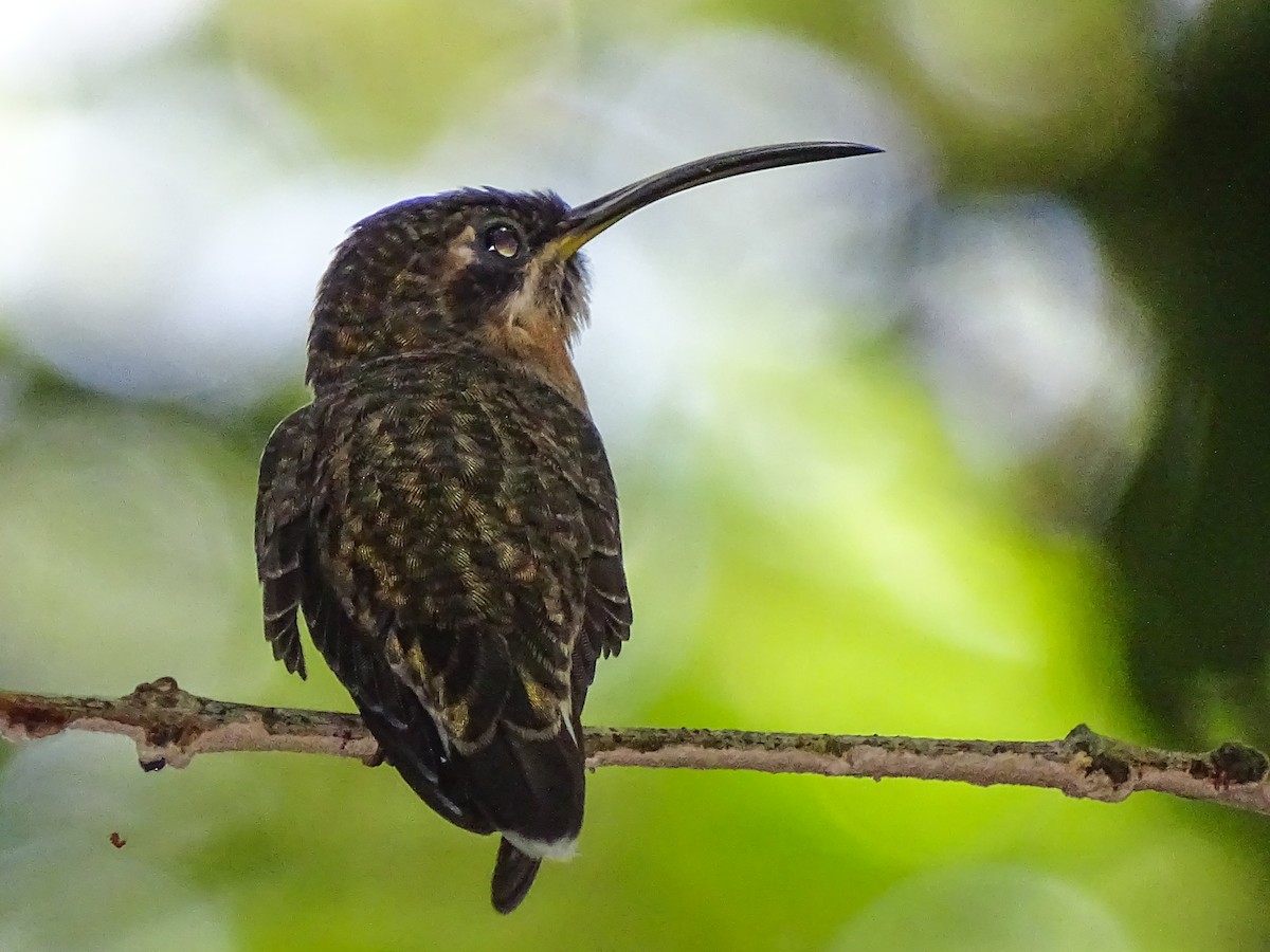 Band-tailed Barbthroat - Jhonathan Miranda - Wandering Venezuela Birding Expeditions