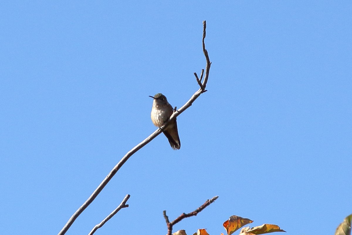 Broad-tailed Hummingbird - ML182965821