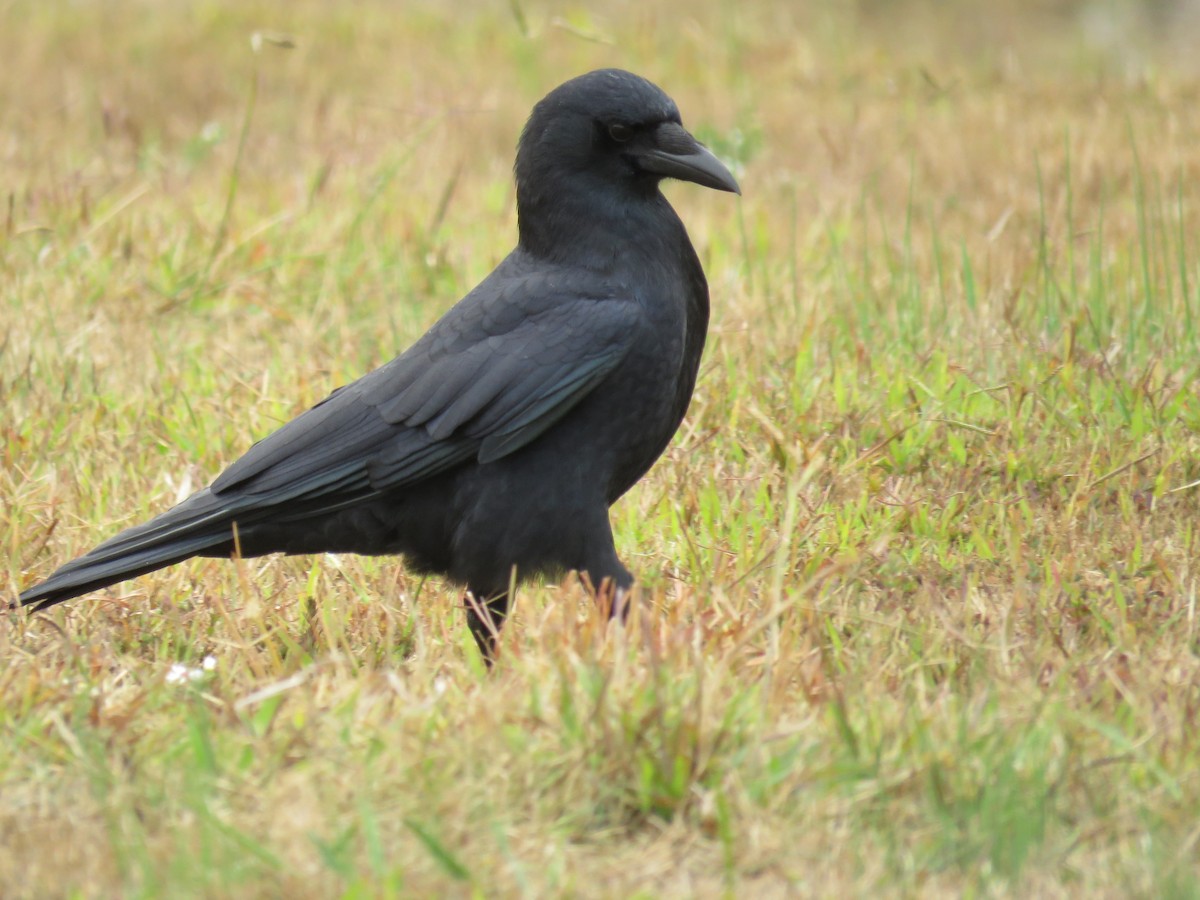American Crow - michele ramsey