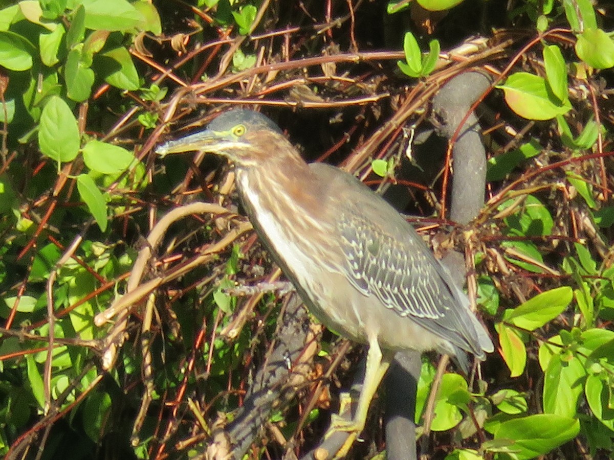 eBird Checklist - 19 Oct 2019 - Glenwood Fish Hatchery - 21 species