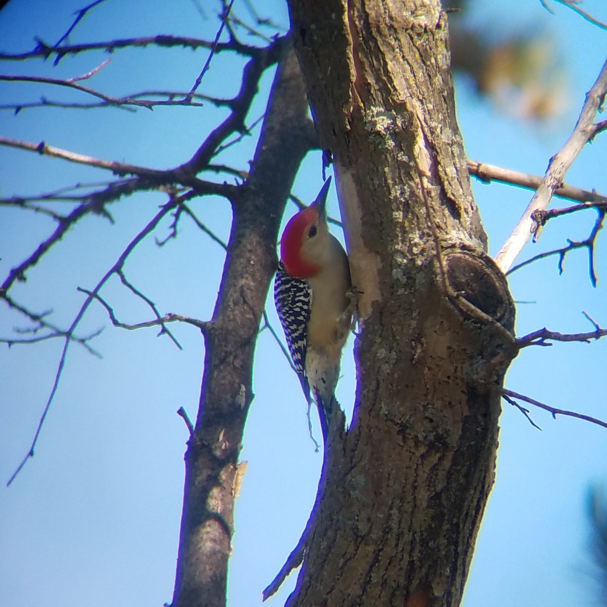 Red-bellied Woodpecker - ML182976651