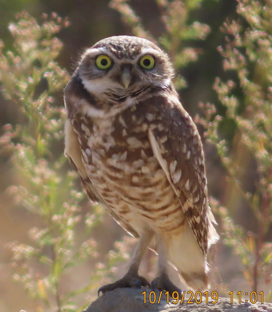 Burrowing Owl - Mark Holmgren