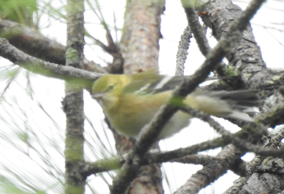 Bay-breasted Warbler - ML182978101
