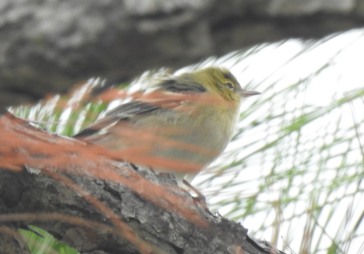 Bay-breasted Warbler - ML182978141