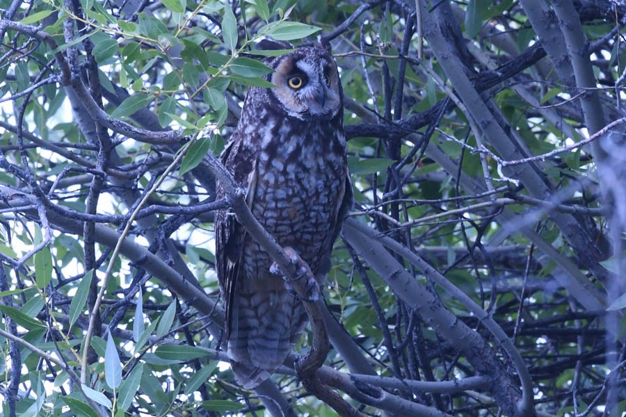 Long-eared Owl - Troy Hibbitts