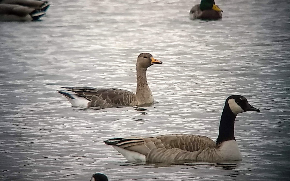 Greater White-fronted Goose - Lou Ann Harris