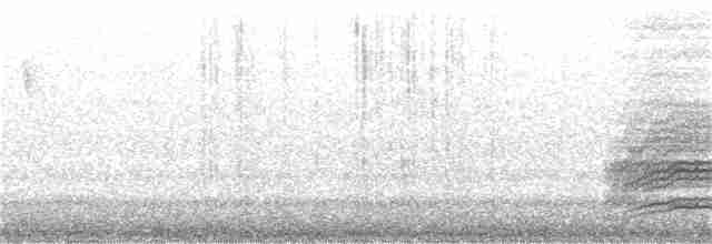 káně rudochvostá (ssp. calurus/alascensis) - ML182985201