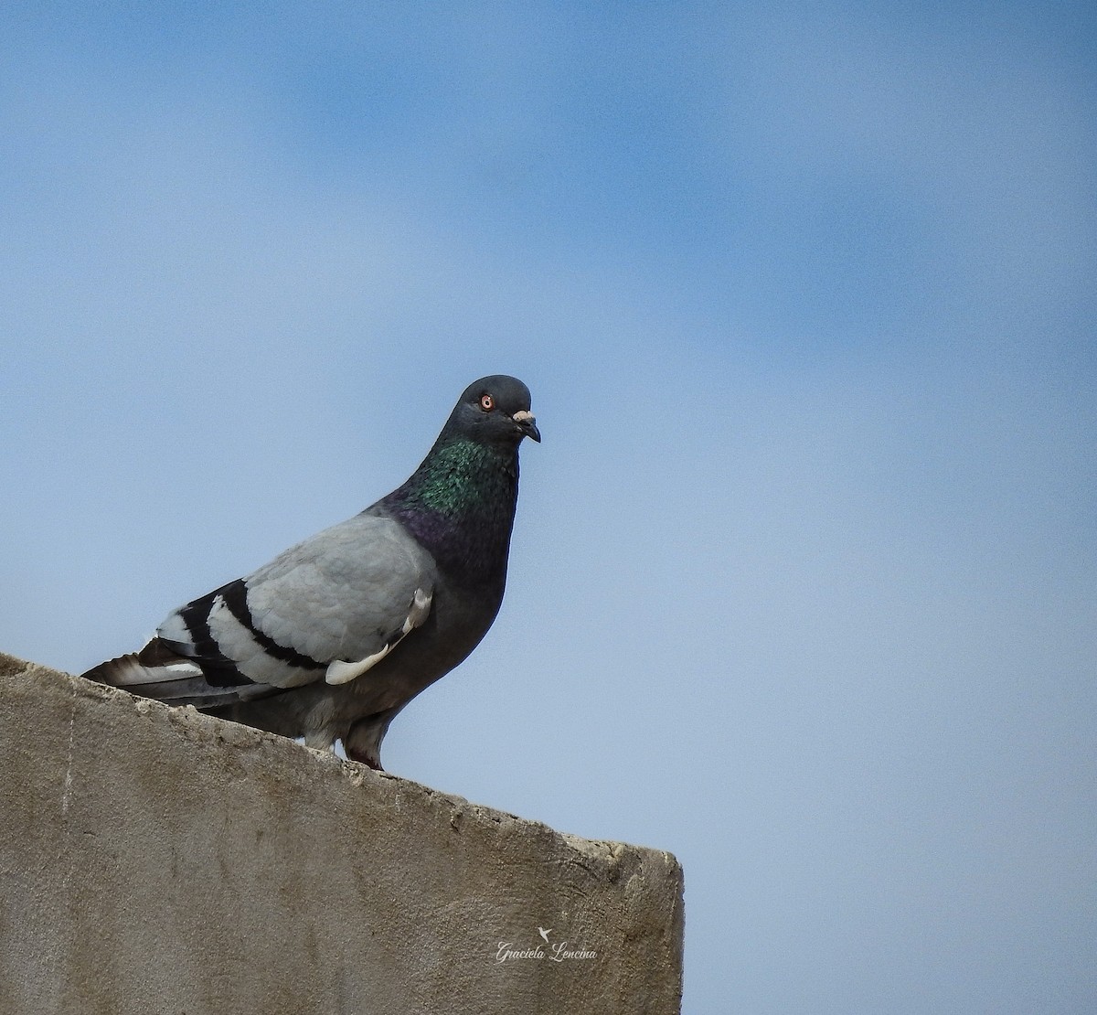 Rock Pigeon (Feral Pigeon) - Graciela Lencina