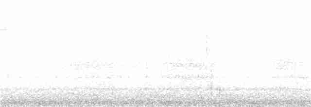 Chara de Steller (grupo stelleri) - ML182985961
