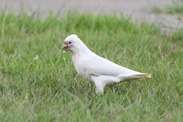 雑種 テンジクバタン ｘ アカビタイムジオウム Ebird