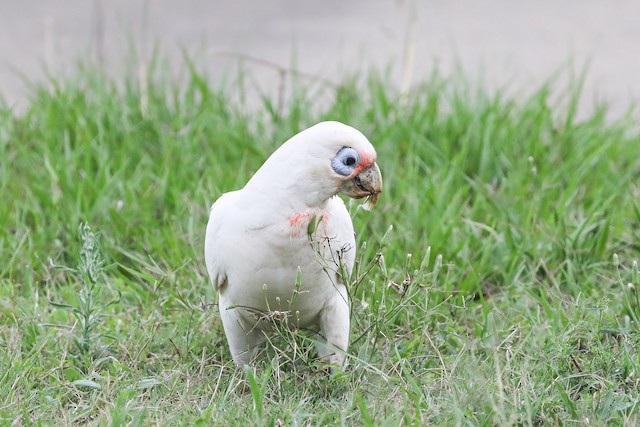 雑種 テンジクバタン ｘ アカビタイムジオウム Ebird