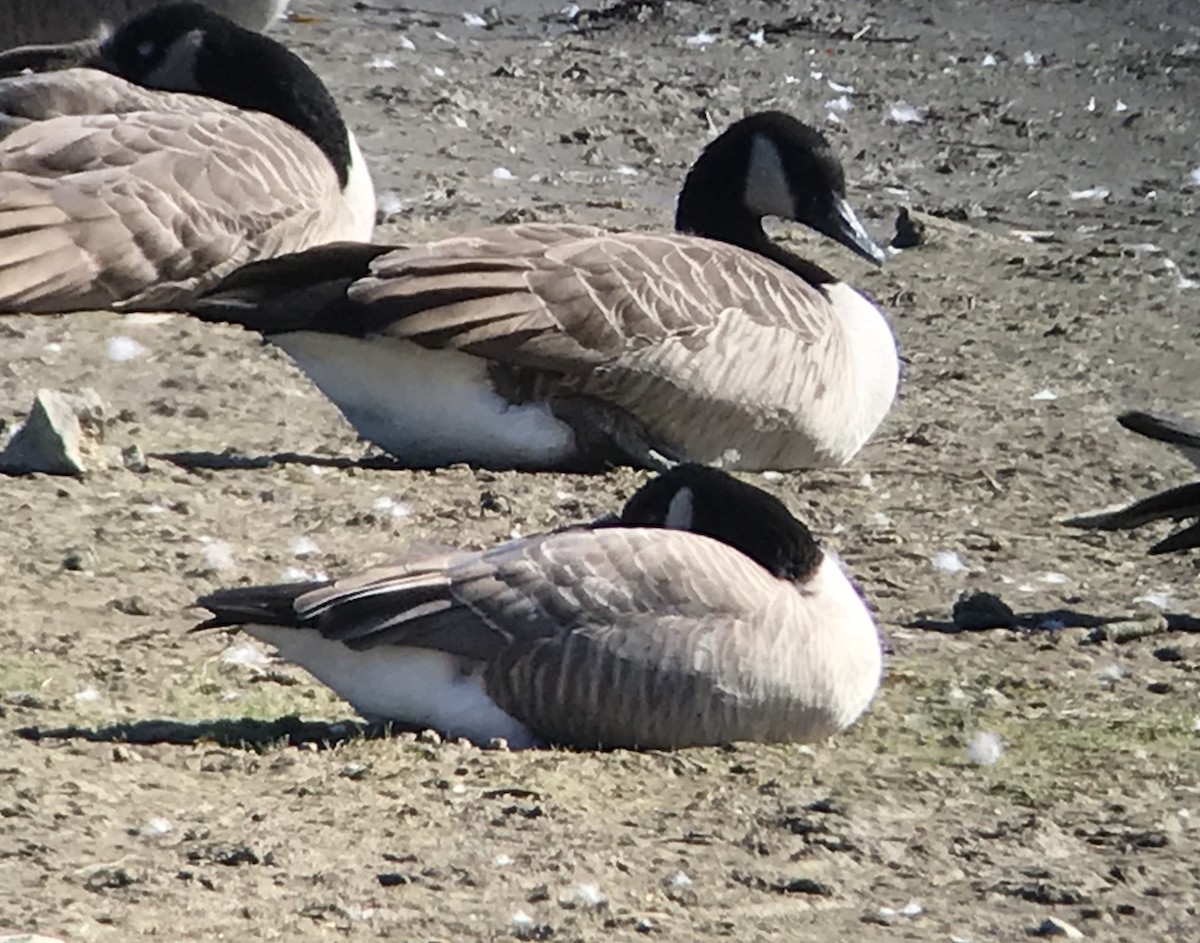 eBird Checklist - 19 Oct 2019 - Cobleskill Reservoir - 30 species