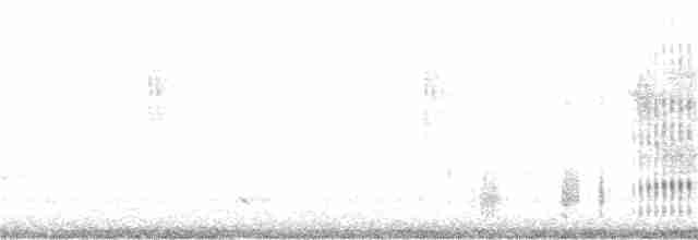 Chara de Steller (grupo stelleri) - ML182989561