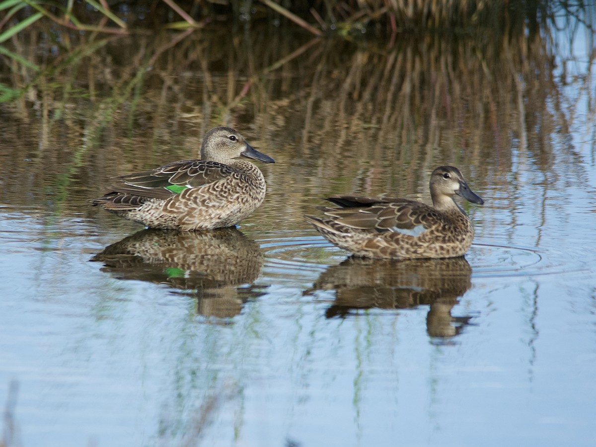Blue-winged Teal - ML182989801