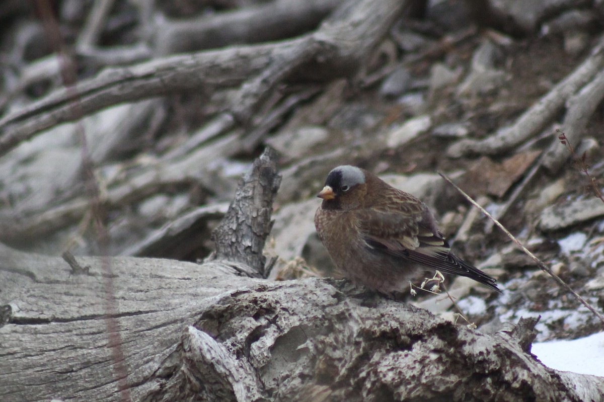 Gray-crowned Rosy-Finch (Gray-crowned) - Andrew Meiborg