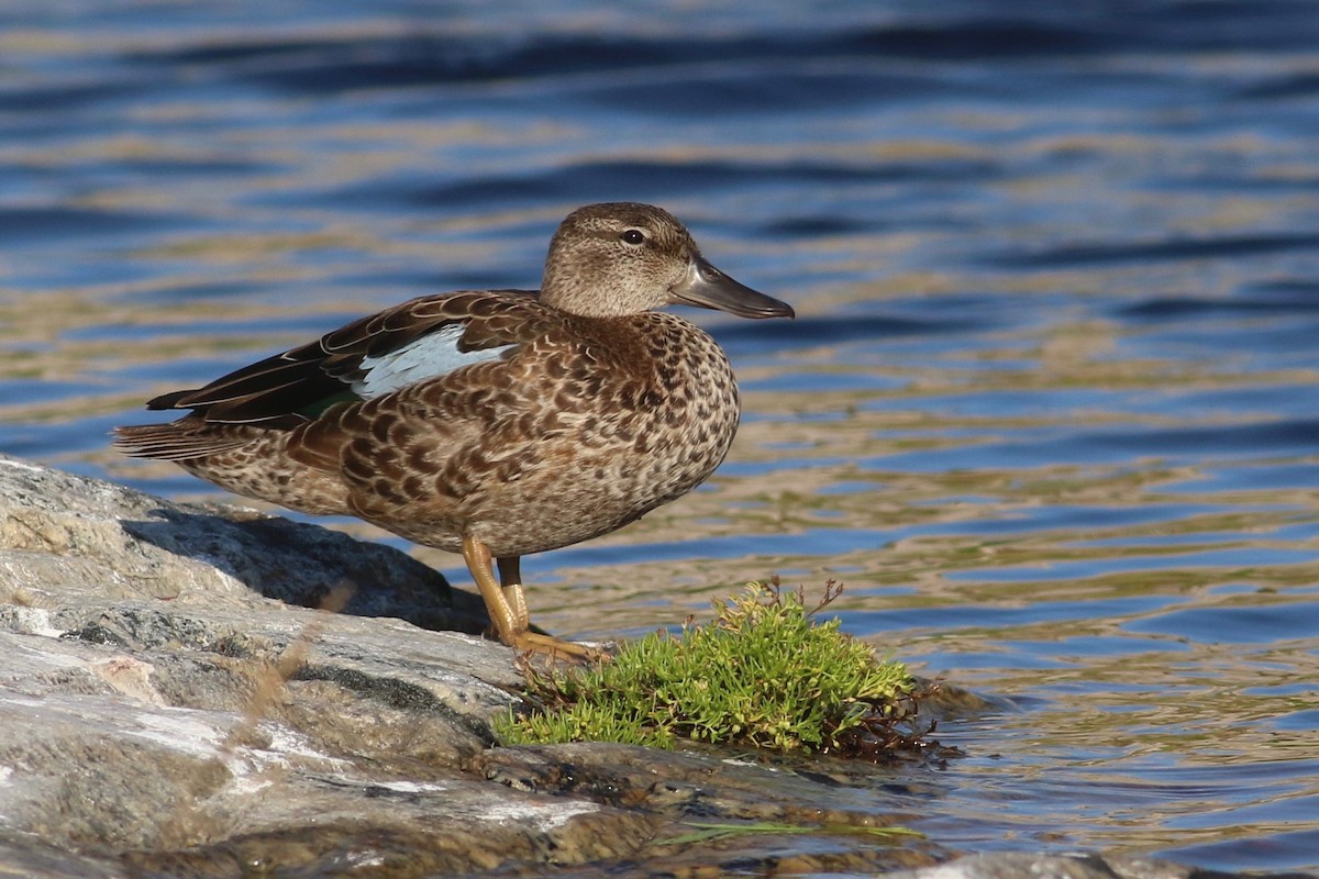 Blue-winged Teal - ML182992141