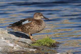 Blue-winged Teal, ML182992141