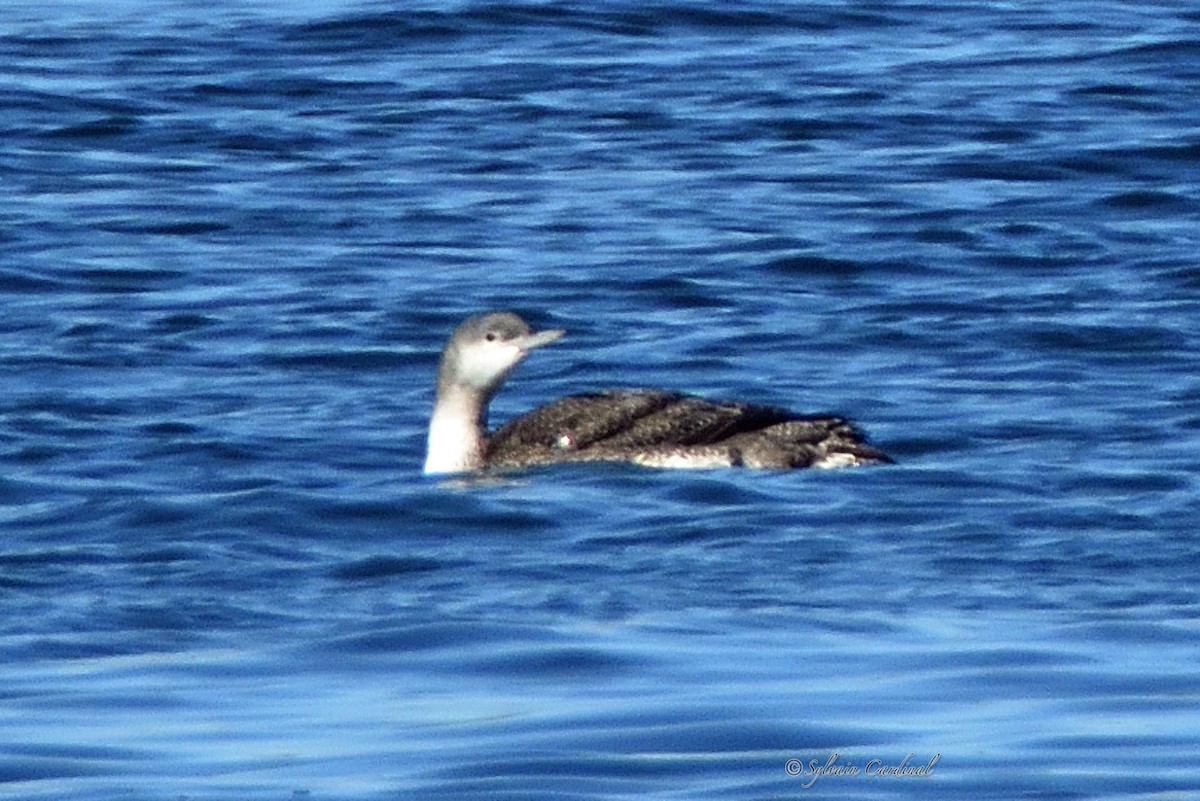 Red-throated Loon - ML182994041