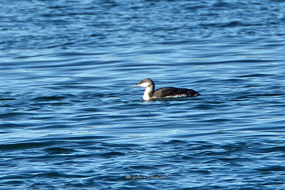 Red-throated Loon - ML182994121