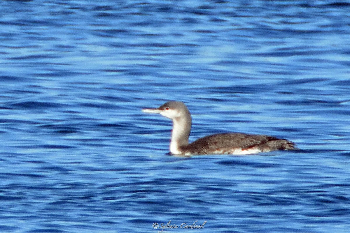 Red-throated Loon - ML182994161