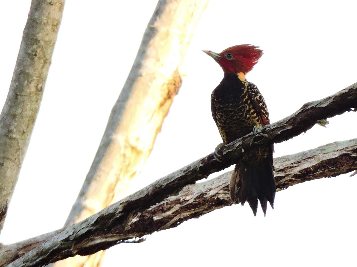 Rufous-headed Woodpecker - Alexis  Ruiz B