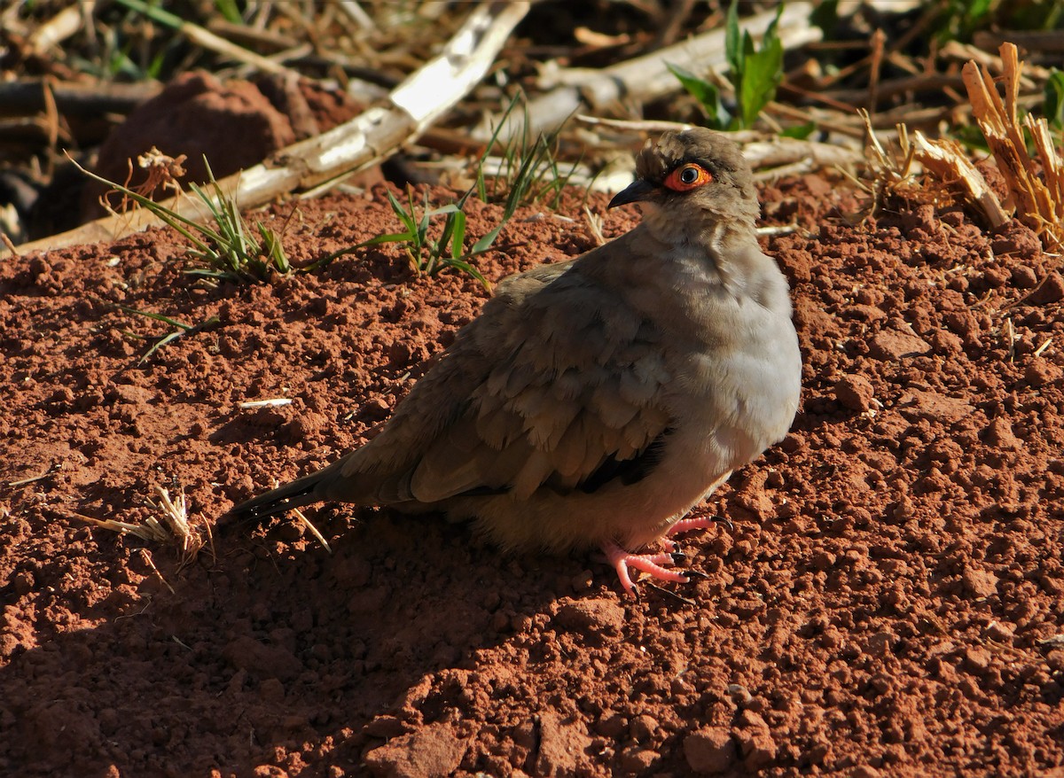 Bare-eyed Ground Dove - ML182998531