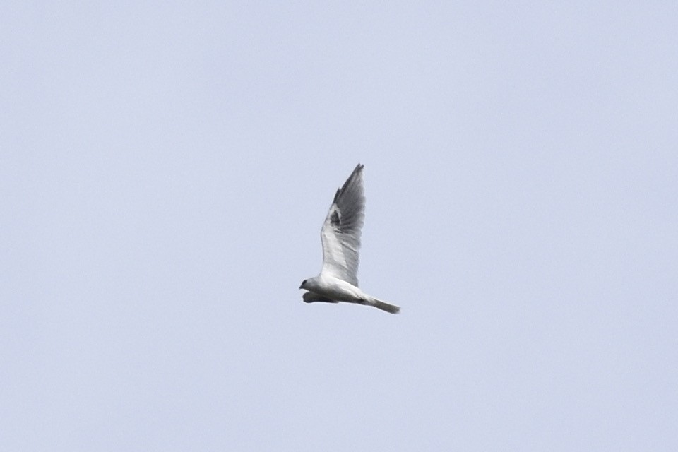 White-tailed Kite - ML182999591