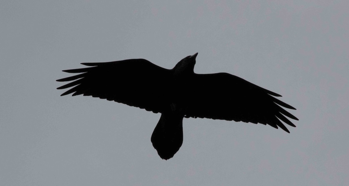 Common Raven - Nick Bolgiano