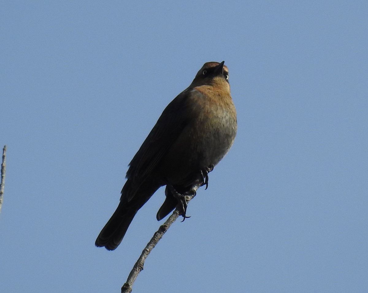 Rusty Blackbird - ML183001081