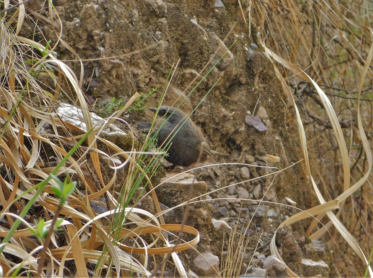 Zimmer's Tapaculo - ML183001221