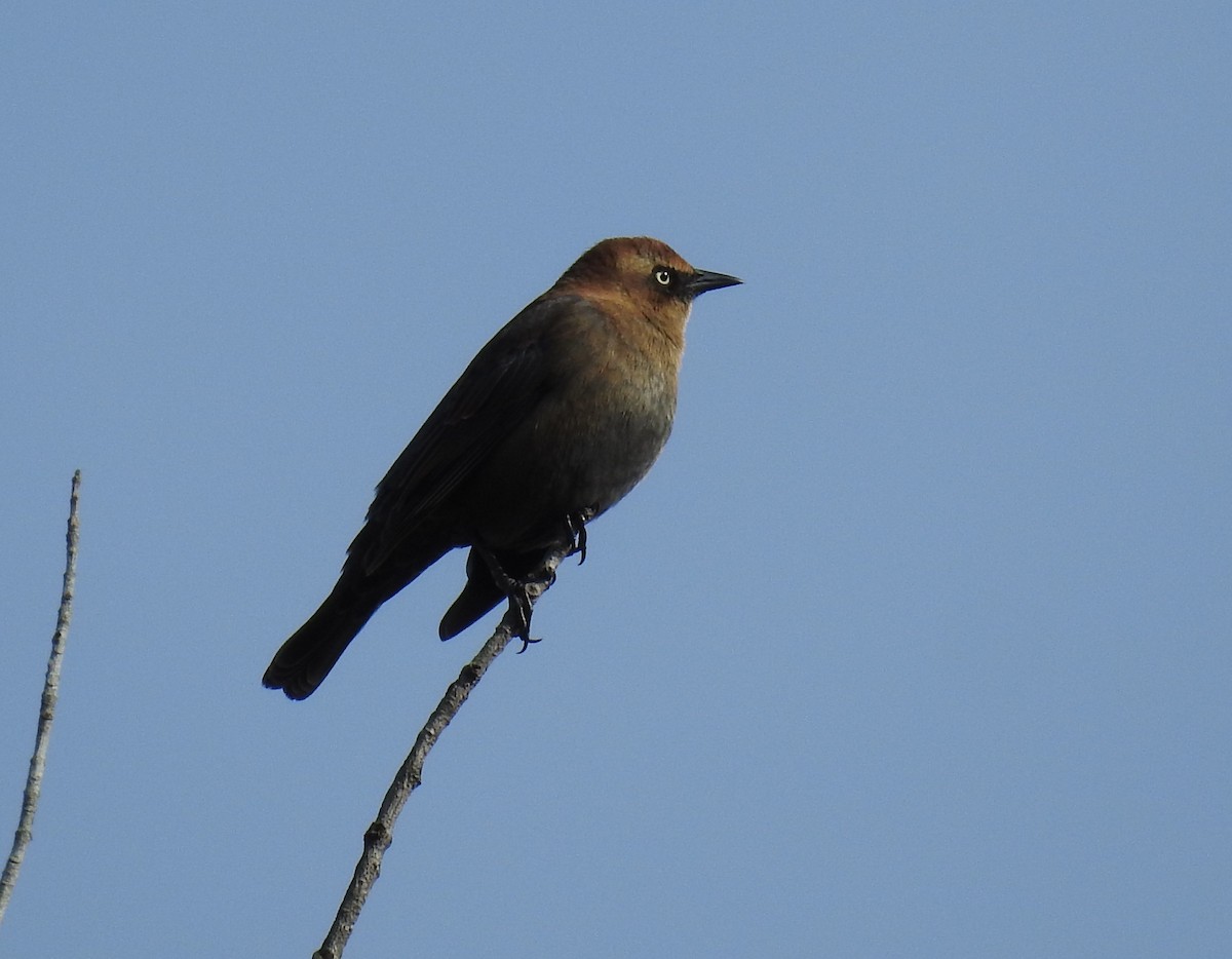 Rusty Blackbird - ML183001571