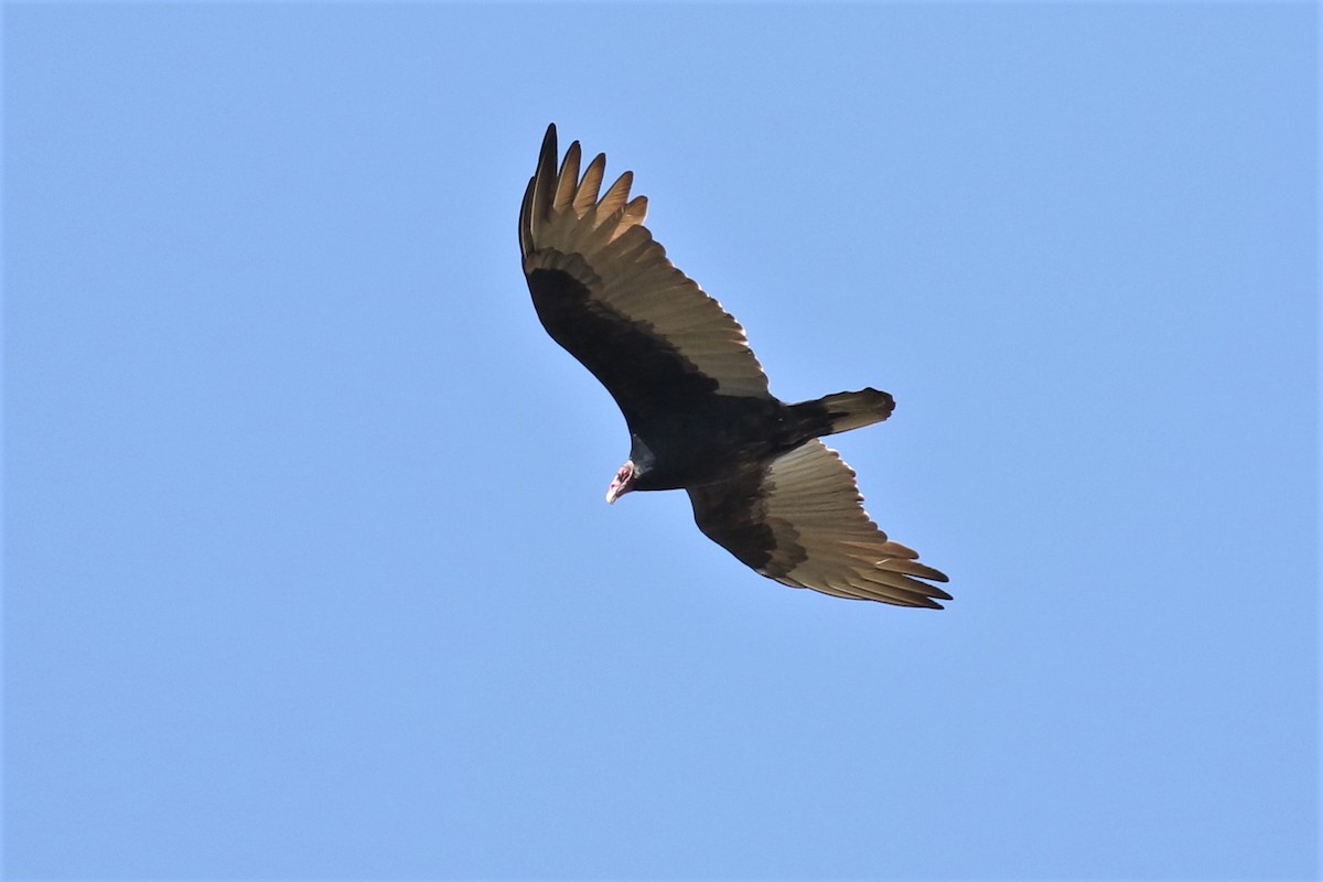 Turkey Vulture - ML183002631