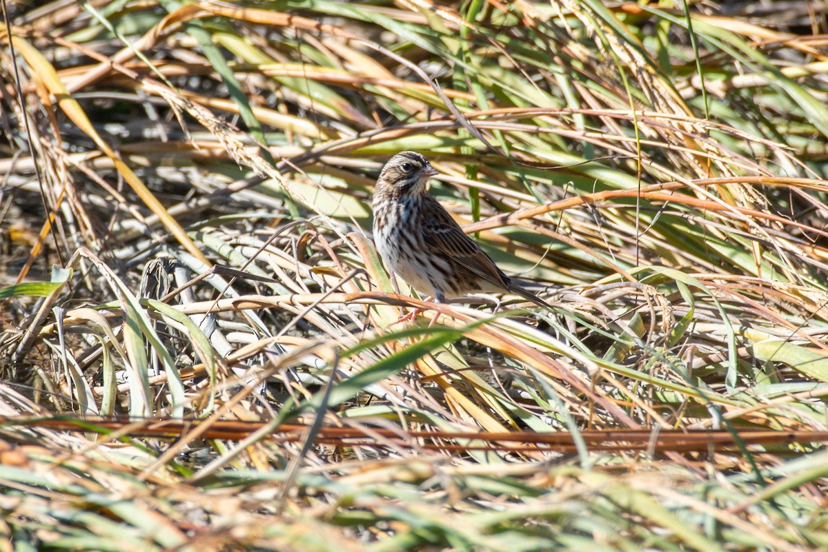 Savannah Sparrow - ML183003401