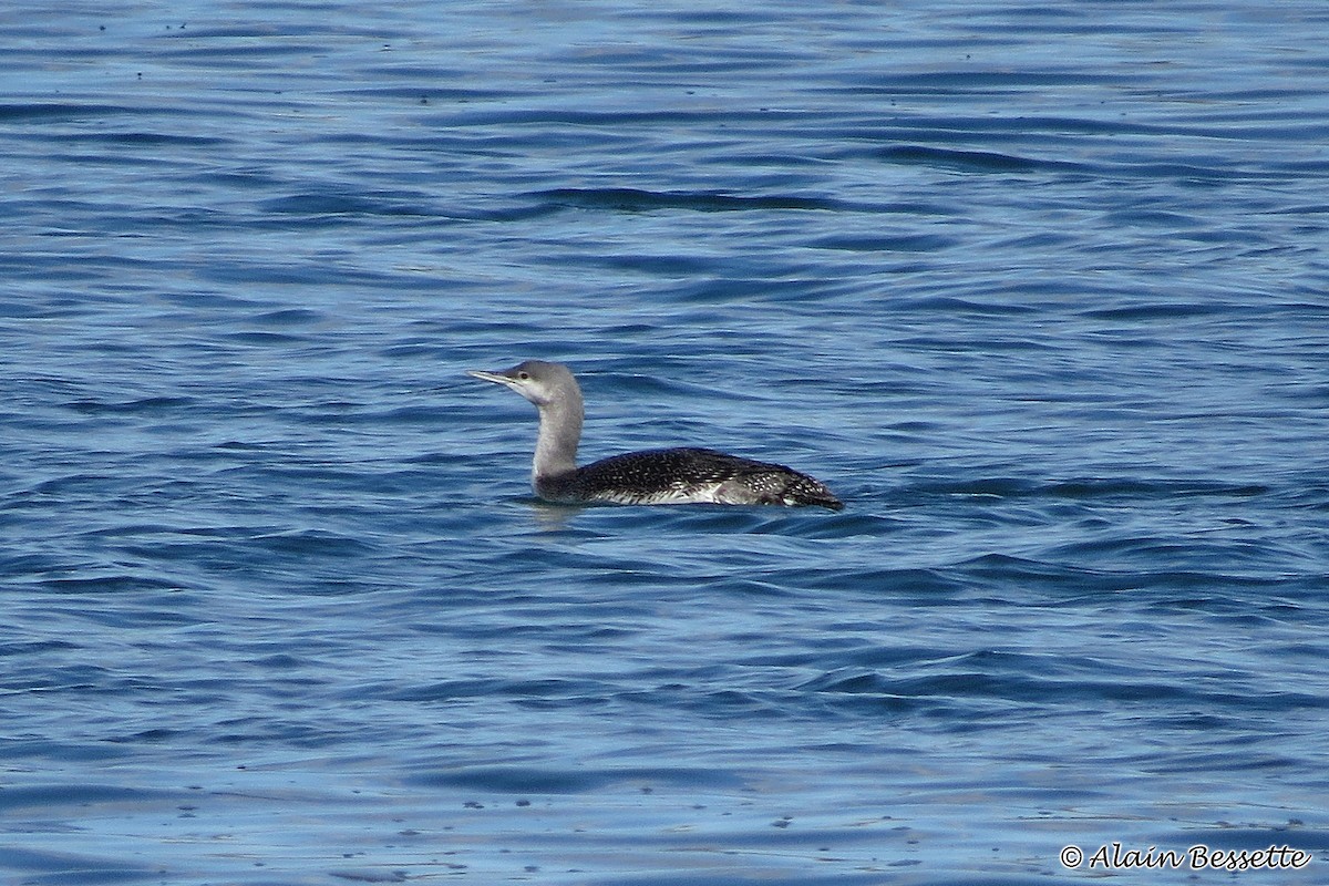 Red-throated Loon - ML183009441