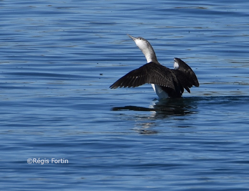 Red-throated Loon - ML183010601