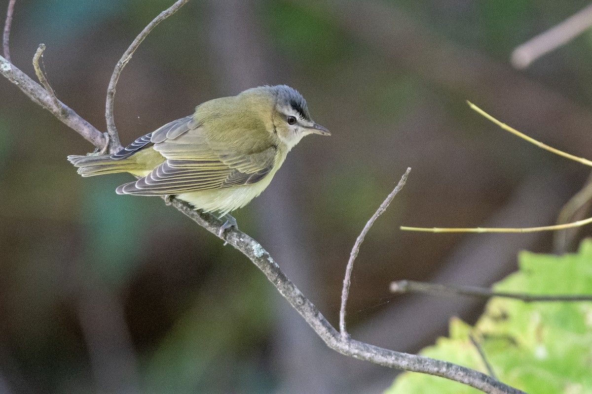 Red-eyed Vireo - Kyle Tansley