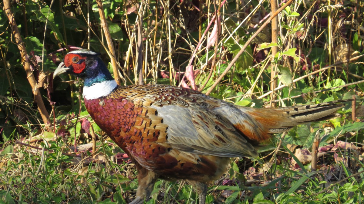 Ring-necked Pheasant - Edward Allen