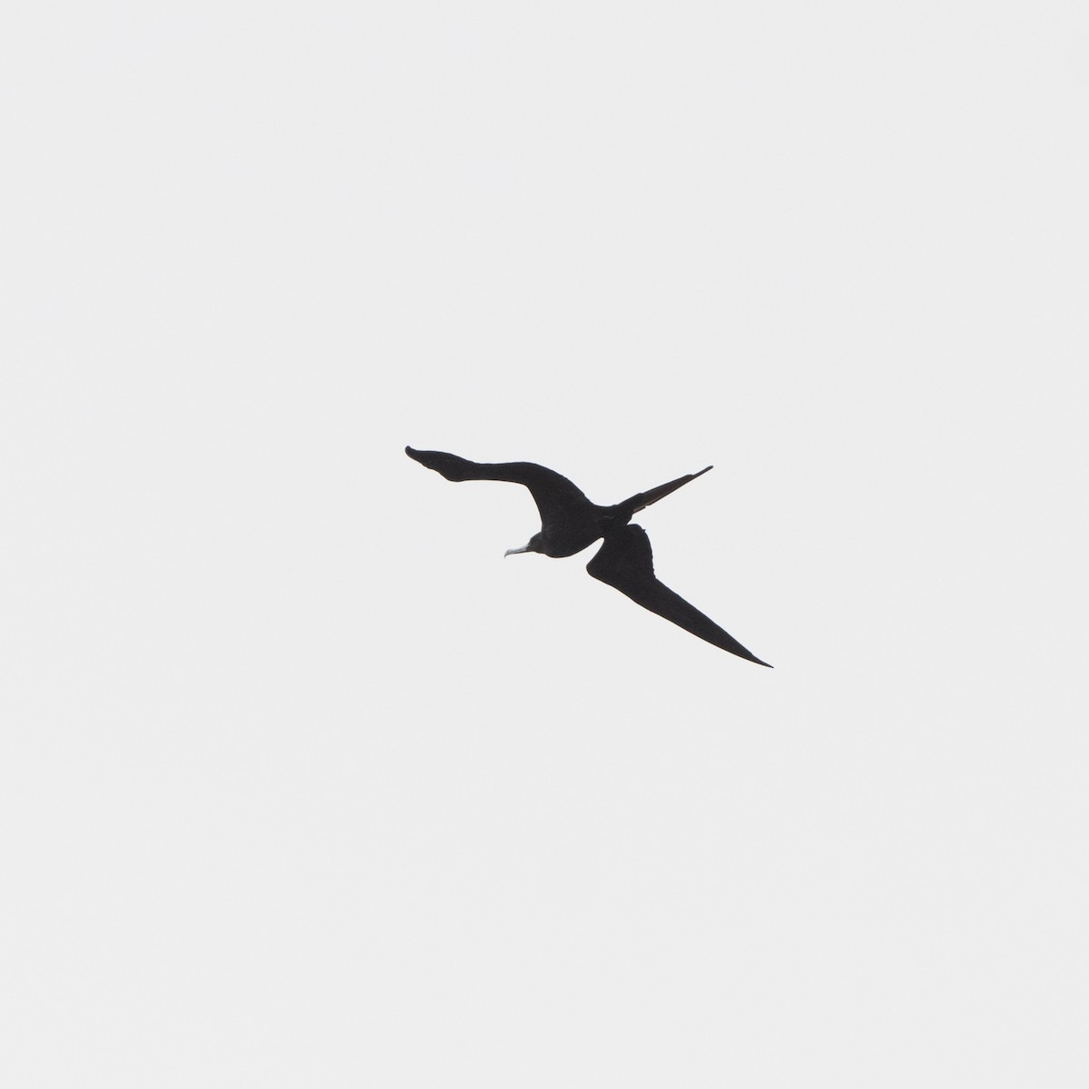 Magnificent Frigatebird - ML183013231