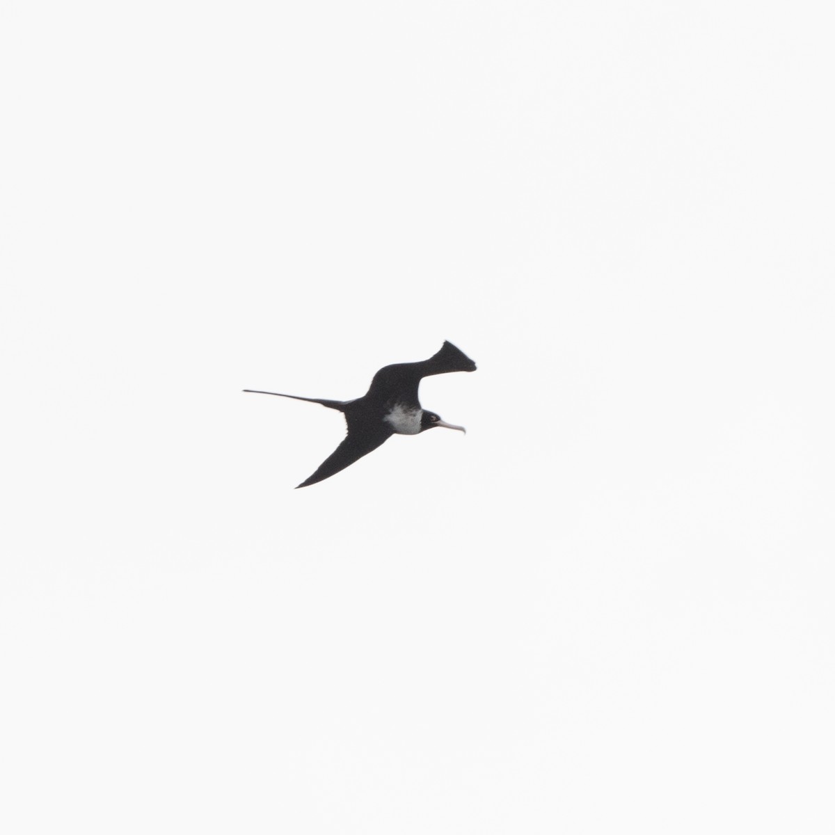 Magnificent Frigatebird - ML183013241