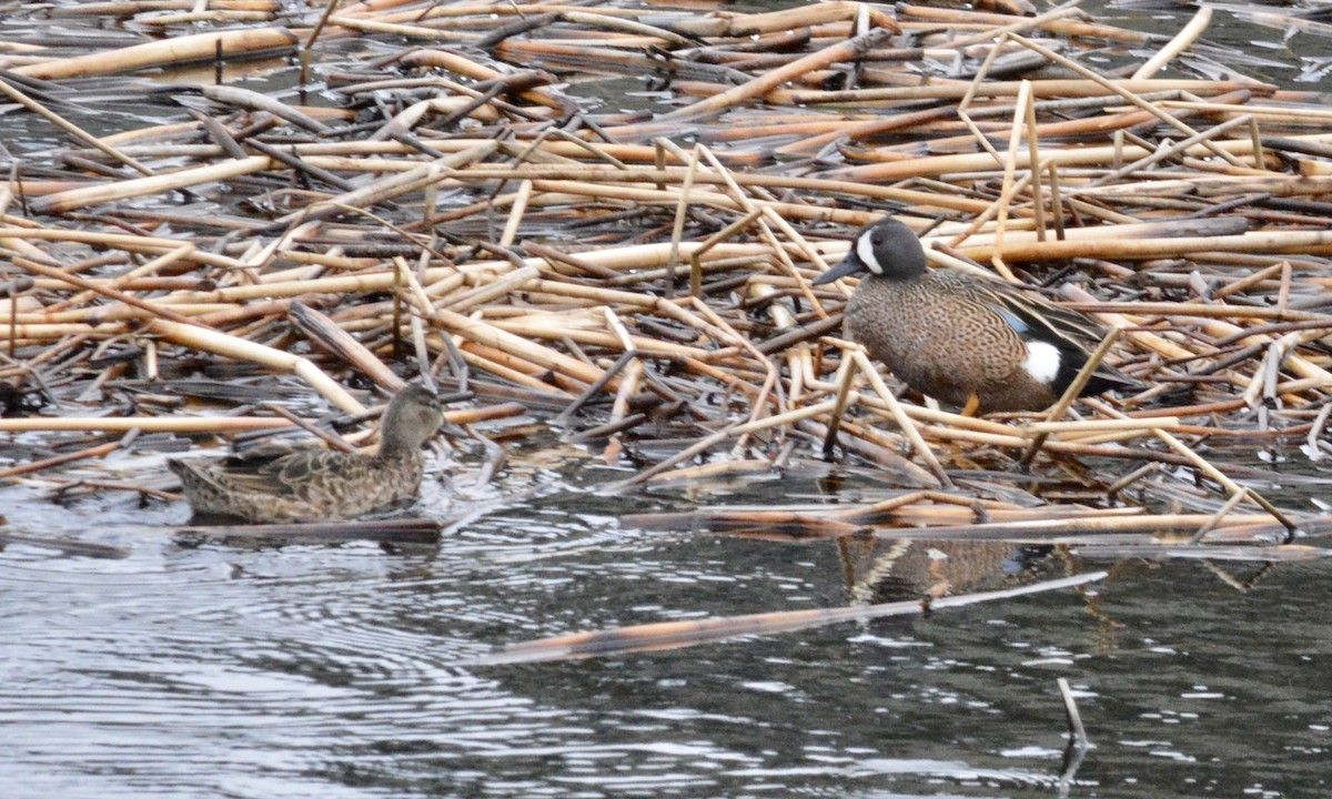 Blue-winged Teal - Jacob Crissup