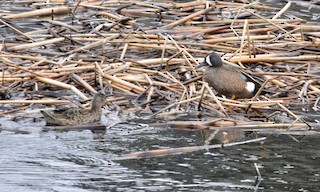 Blue-winged Teal, ML183014281