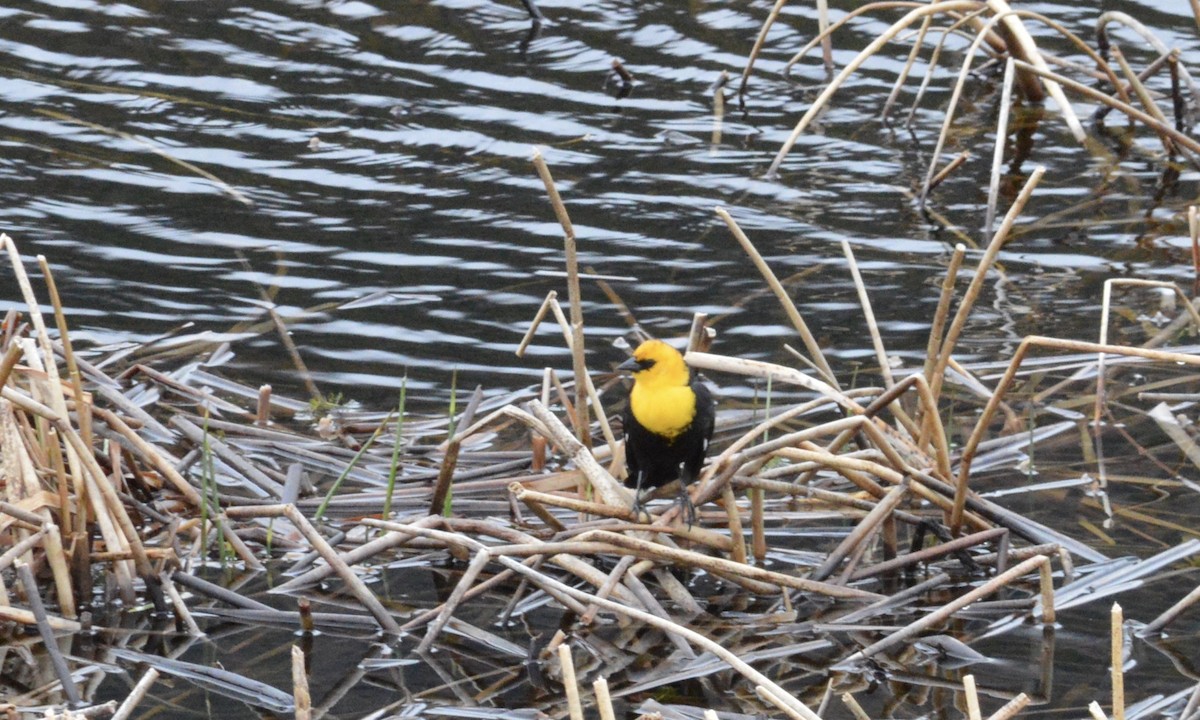 Yellow-headed Blackbird - Jacob Crissup