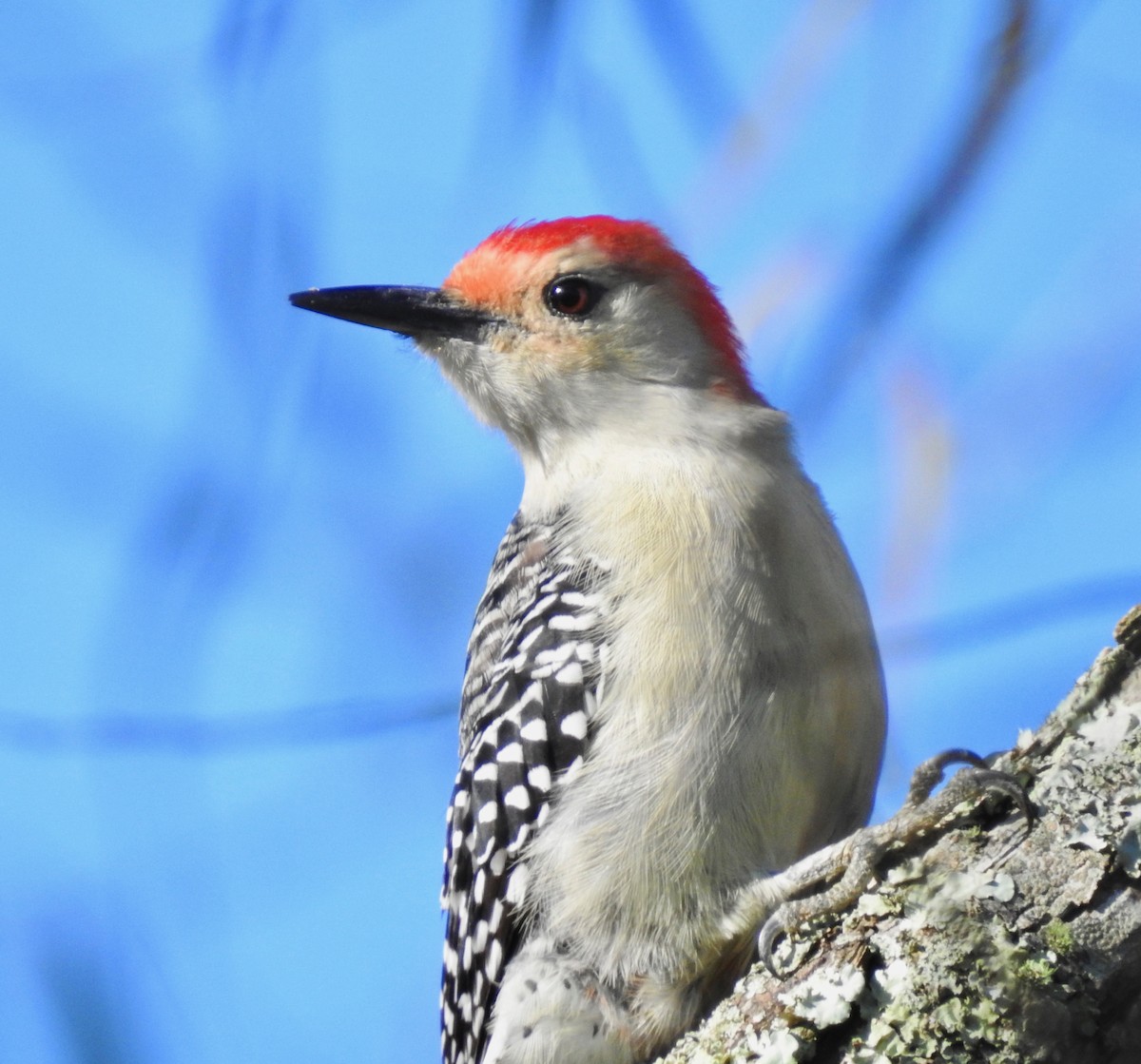 Red-bellied Woodpecker - ML183015161