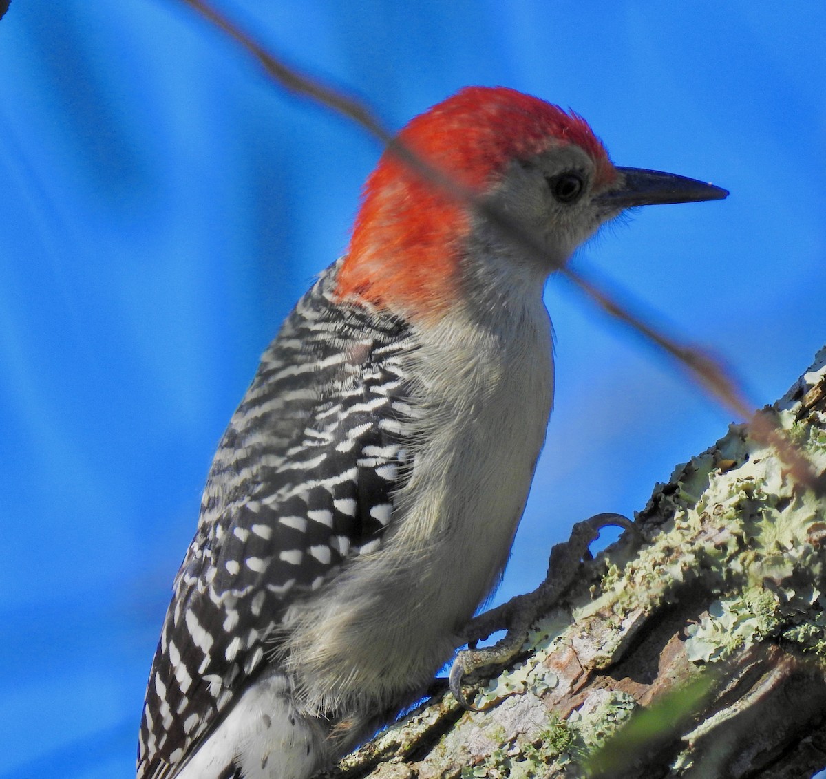 Red-bellied Woodpecker - ML183015171