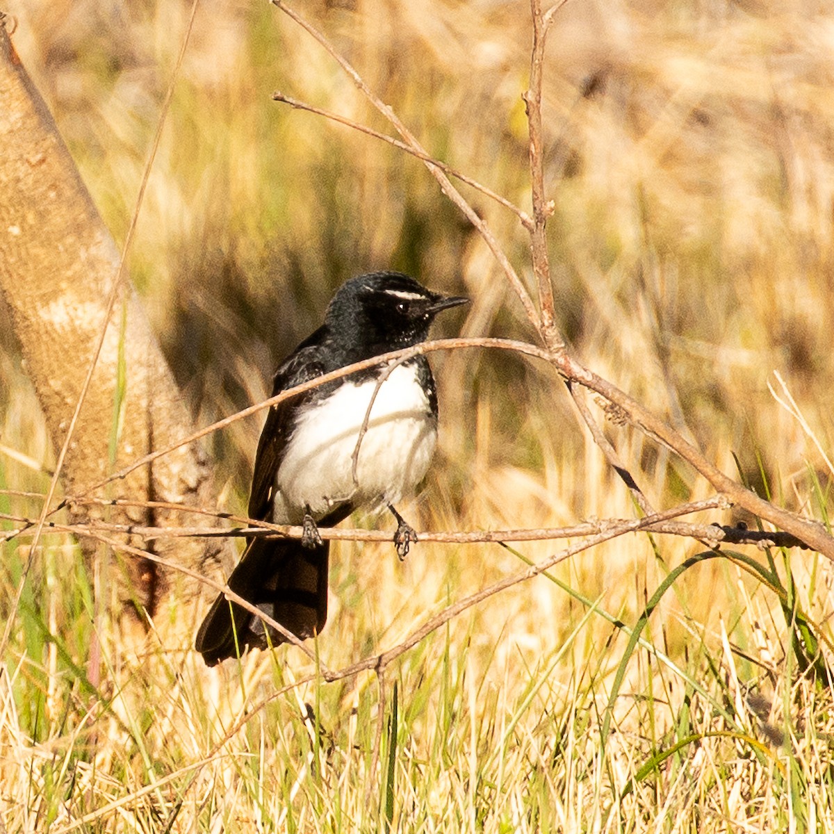 Willie-wagtail - ML183016771