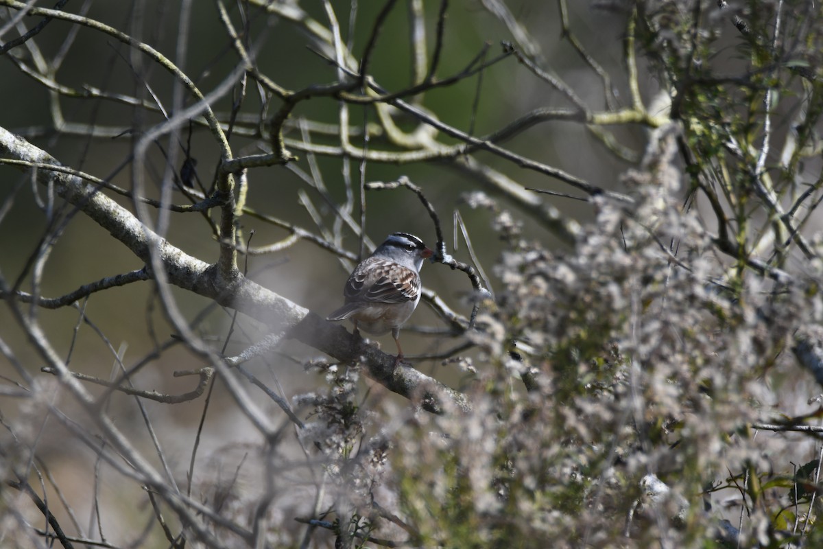 White-crowned Sparrow - Garrett Sisk