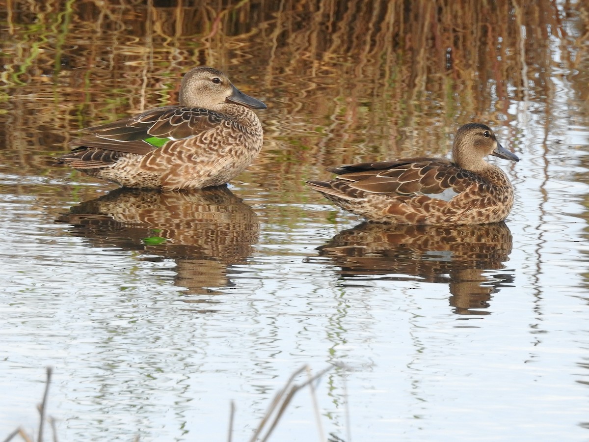 Blue-winged Teal - ML183019191